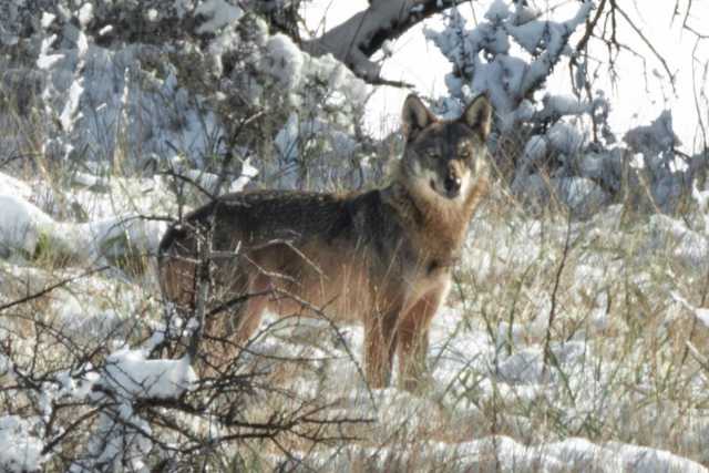 Francesco, l'uomo che fotografa i lupi sull'Alta Murgia: �Simbolo della natura pi� autentica�